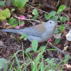 Colluricincla harmonica (Grey Shrikethrush) at Braidwood, NSW - 27 Aug 2023 by MatthewFrawley