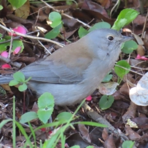 Colluricincla harmonica at Braidwood, NSW - 27 Aug 2023