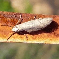 Philobota hypocausta (A Concealer moth) at Rugosa - 25 Aug 2023 by SenexRugosus