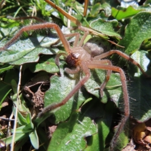 Delena cancerides at Braidwood, NSW - 27 Aug 2023 11:58 AM