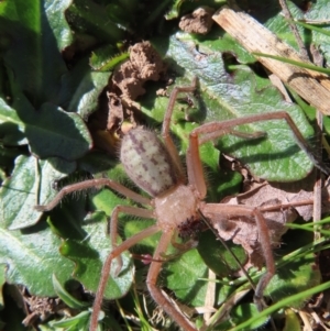 Delena cancerides at Braidwood, NSW - 27 Aug 2023 11:58 AM