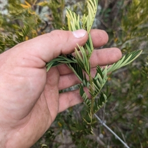 Polyscias sambucifolia subsp. Short leaflets (V.Stajsic 196) Vic. Herbarium at Booth, ACT - 27 Aug 2023