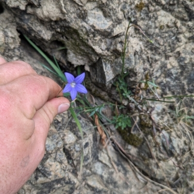 Wahlenbergia graniticola (Granite Bluebell) at Booth, ACT - 27 Aug 2023 by JP95