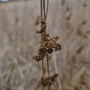 Juncus australis at Braidwood, NSW - 29 Aug 2023