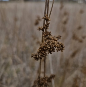 Juncus australis at Braidwood, NSW - 29 Aug 2023 02:07 PM