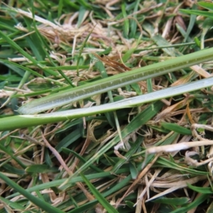 Juncus australis at Braidwood, NSW - 29 Aug 2023 02:07 PM