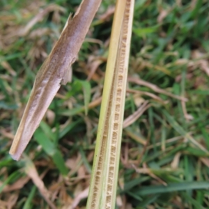 Juncus australis at Braidwood, NSW - 29 Aug 2023