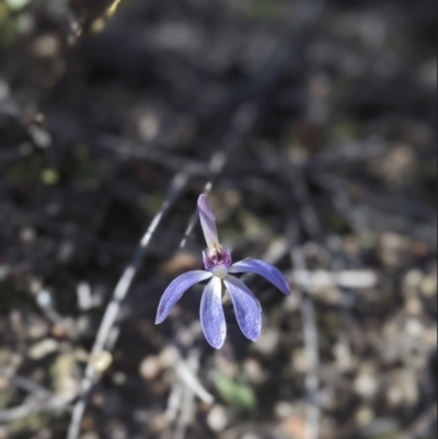 Cyanicula caerulea (Blue Fingers, Blue Fairies) at Denman Prospect, ACT - 27 Aug 2023 by tashiem