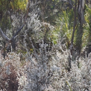 Leucopogon microphyllus var. pilibundus at Paddys River, ACT - 26 Aug 2023