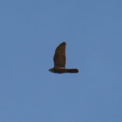 Tachyspiza fasciata (Brown Goshawk) at Braidwood, NSW - 27 Aug 2023 by MatthewFrawley
