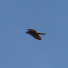 Accipiter fasciatus at Braidwood, NSW - 27 Aug 2023