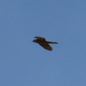 Accipiter fasciatus at Braidwood, NSW - 27 Aug 2023