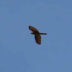 Accipiter fasciatus at Braidwood, NSW - 27 Aug 2023