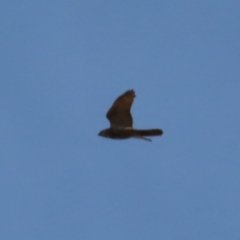 Accipiter fasciatus at Braidwood, NSW - 27 Aug 2023