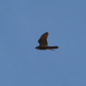 Accipiter fasciatus at Braidwood, NSW - 27 Aug 2023