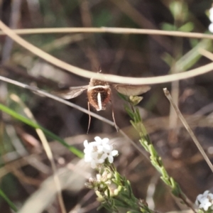 Sisyromyia sp. (genus) at Paddys River, ACT - 26 Aug 2023 02:39 PM