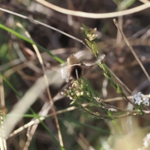 Sisyromyia sp. (genus) at Paddys River, ACT - 26 Aug 2023 02:39 PM