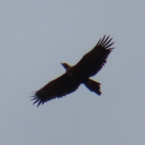 Aquila audax at Braidwood, NSW - 27 Aug 2023