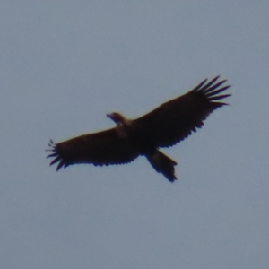 Aquila audax at Braidwood, NSW - 27 Aug 2023