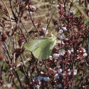 Pieris rapae at Tuggeranong, ACT - 26 Aug 2023