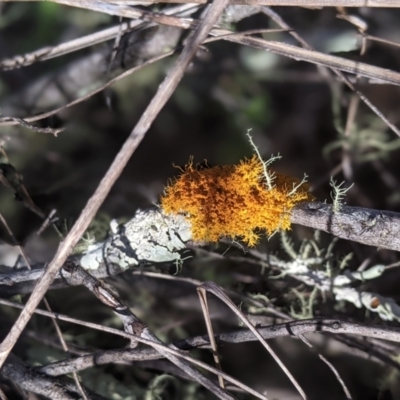 Teloschistes sp. (genus) (A lichen) at Stromlo, ACT - 27 Aug 2023 by tashiem