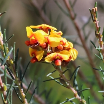 Dillwynia sericea (Egg And Bacon Peas) at Albury, NSW - 26 Aug 2023 by KylieWaldon