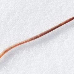 Oligochaeta (class) (Unidentified earthworm) at Thredbo, NSW - 20 Aug 2023 by BenHarvey