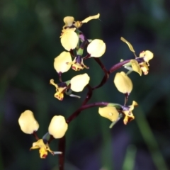 Diuris pardina (Leopard Doubletail) at Albury, NSW - 26 Aug 2023 by KylieWaldon