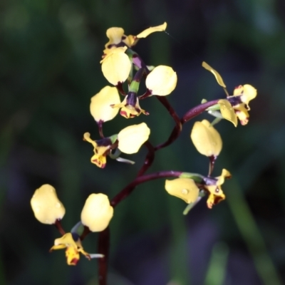 Diuris pardina (Leopard Doubletail) - 1 Jan 1900 by KylieWaldon