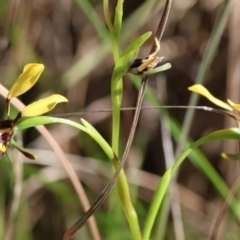 Diuris pardina (Leopard Doubletail) at Albury, NSW - 26 Aug 2023 by KylieWaldon