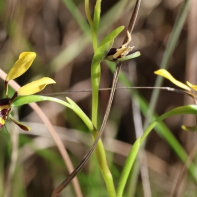 Diuris pardina (Leopard Doubletail) at Albury, NSW - 26 Aug 2023 by KylieWaldon