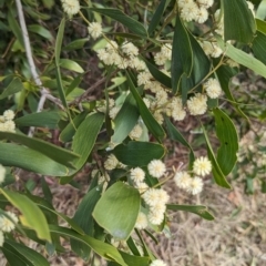 Acacia melanoxylon (Blackwood) at Booth, ACT - 27 Aug 2023 by JP95