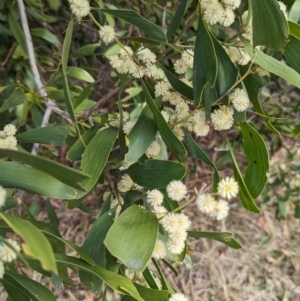 Acacia melanoxylon at Booth, ACT - 27 Aug 2023 01:36 PM