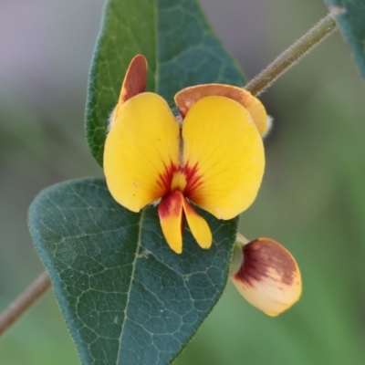 Platylobium formosum (Handsome Flat Pea) at Albury, NSW - 26 Aug 2023 by KylieWaldon