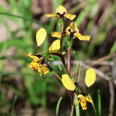 Diuris pardina (Leopard Doubletail) at Albury, NSW - 26 Aug 2023 by KylieWaldon