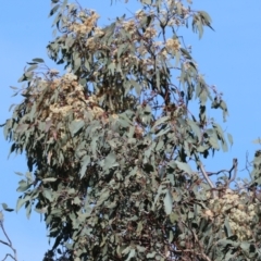 Eucalyptus (genus) (A Gum Tree) at Albury, NSW - 26 Aug 2023 by KylieWaldon