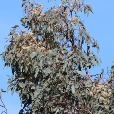 Eucalyptus (genus) (A Gum Tree) at Albury, NSW - 26 Aug 2023 by KylieWaldon