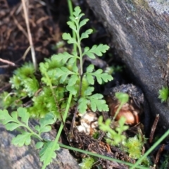 Cheilanthes sp. (Rock Fern) at Albury, NSW - 26 Aug 2023 by KylieWaldon