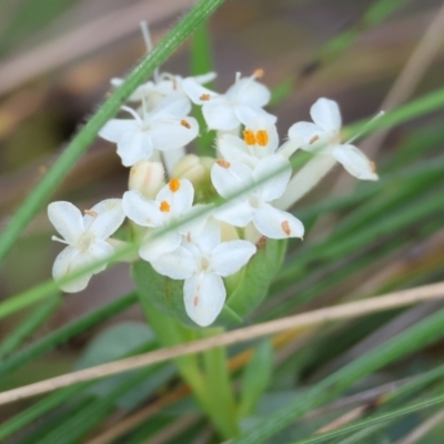 Pimelea linifolia (Slender Rice Flower) at Albury, NSW - 26 Aug 2023 by KylieWaldon