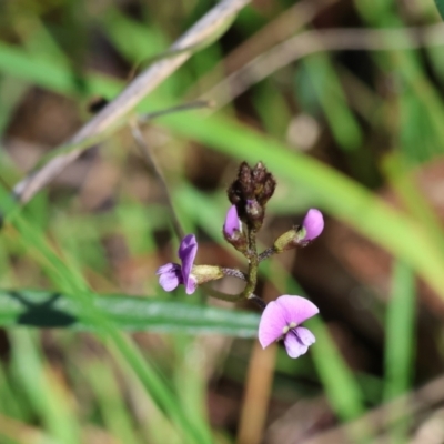 Glycine clandestina (Twining Glycine) at Albury, NSW - 26 Aug 2023 by KylieWaldon