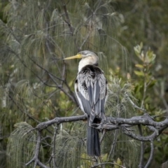 Anhinga novaehollandiae (Australasian Darter) at Angourie, NSW - 24 Aug 2023 by trevsci