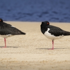 Haematopus longirostris (Australian Pied Oystercatcher) at Yuraygir, NSW - 24 Aug 2023 by trevsci