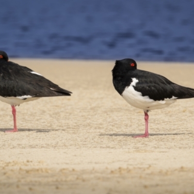 Haematopus longirostris (Australian Pied Oystercatcher) at Yuraygir, NSW - 25 Aug 2023 by trevsci