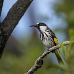 Phylidonyris niger (White-cheeked Honeyeater) at Yuraygir, NSW - 24 Aug 2023 by trevsci