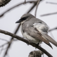 Coracina papuensis (White-bellied Cuckooshrike) at Yuraygir, NSW - 25 Aug 2023 by trevsci