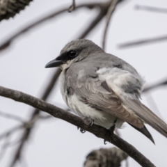 Coracina papuensis (White-bellied Cuckooshrike) at Yuraygir, NSW - 24 Aug 2023 by trevsci