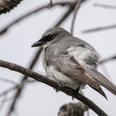 Coracina papuensis (White-bellied Cuckooshrike) at Yuraygir, NSW - 24 Aug 2023 by trevsci