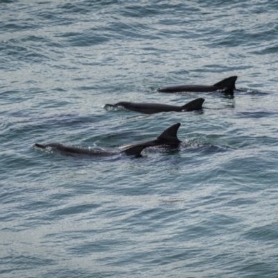 Tursiops truncatus (Bottlenose Dolphin) at Yuraygir, NSW - 24 Aug 2023 by trevsci