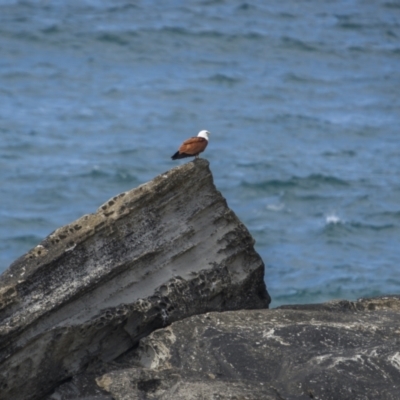 Haliastur indus (Brahminy Kite) at Yuraygir, NSW - 25 Aug 2023 by trevsci