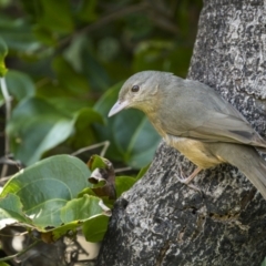 Colluricincla rufogaster (Rufous Shrikethrush) at Yuraygir, NSW - 25 Aug 2023 by trevsci